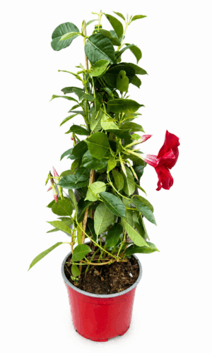 Dipladenia rød plante